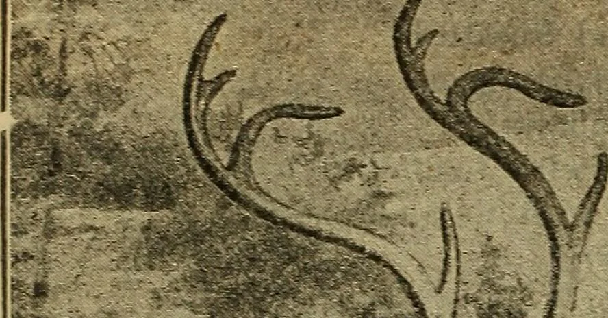 An illustration from Steiger's kindergarten catalogue, 1900, leaf 95