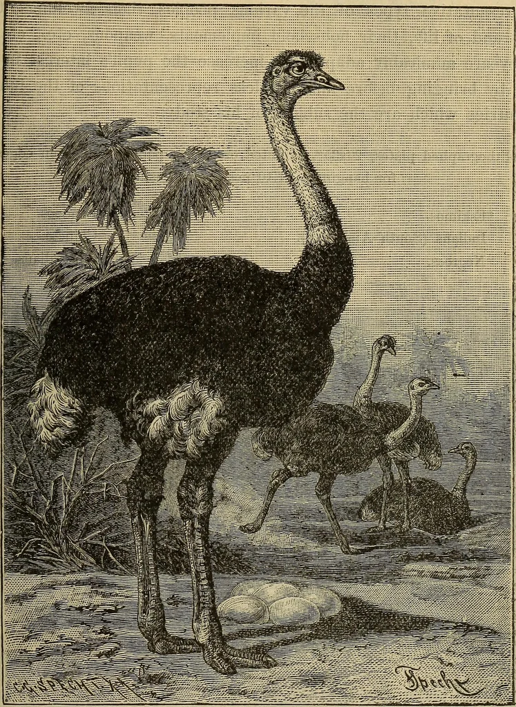 An illustration from Steiger's kindergarten catalogue, 1900, leaf 96