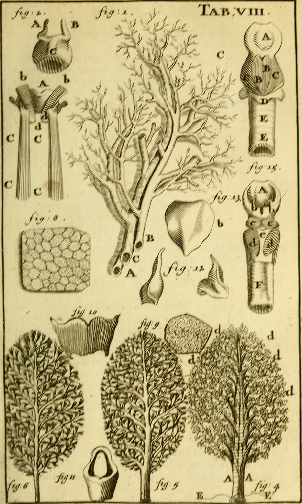 An illustration from Steph. Blancardi Anatomia reformata, sive, Concinna corporis humani : dissectio, ad neotericorum mentem adornata, plurimisque tabulis chalcographicis illustrata : accedit ejusdem authoris be balsamatione, nova methodus, à nemine antehac hoc modo descripta, 1687, leaf 106