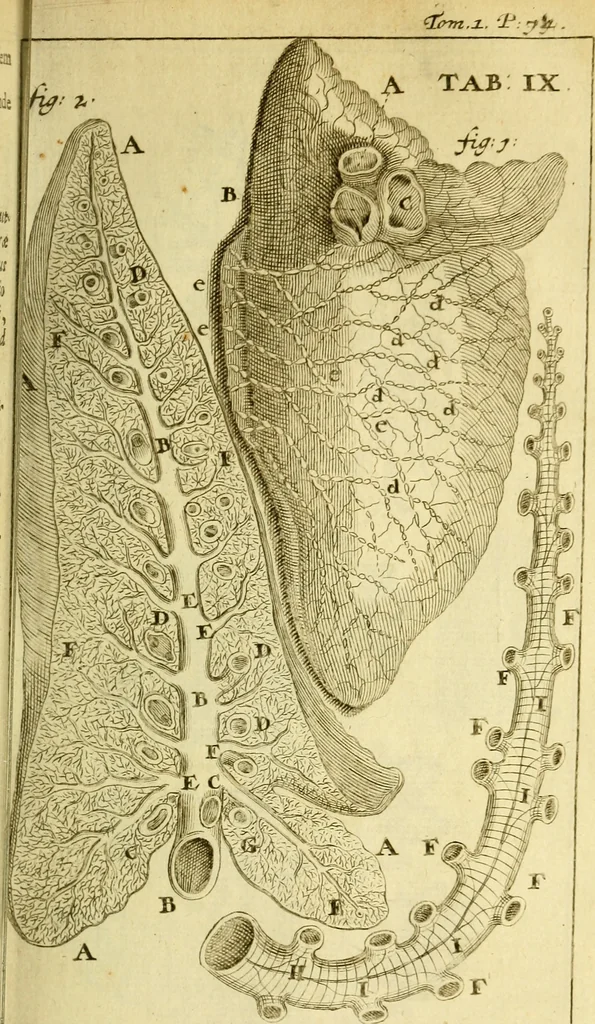 An illustration from Steph. Blancardi Anatomia reformata, sive, Concinna corporis humani : dissectio, ad neotericorum mentem adornata, plurimisque tabulis chalcographicis illustrata : accedit ejusdem authoris be balsamatione, nova methodus, à nemine antehac hoc modo descripta, 1687, leaf 110