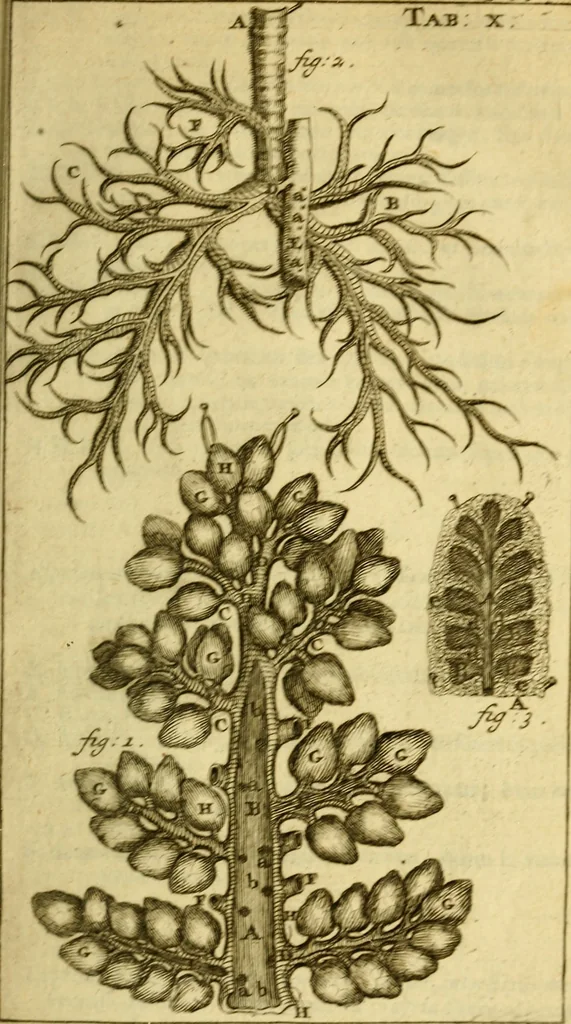 An illustration from Steph. Blancardi Anatomia reformata, sive, Concinna corporis humani : dissectio, ad neotericorum mentem adornata, plurimisque tabulis chalcographicis illustrata : accedit ejusdem authoris be balsamatione, nova methodus, à nemine antehac hoc modo descripta, 1687, leaf 112