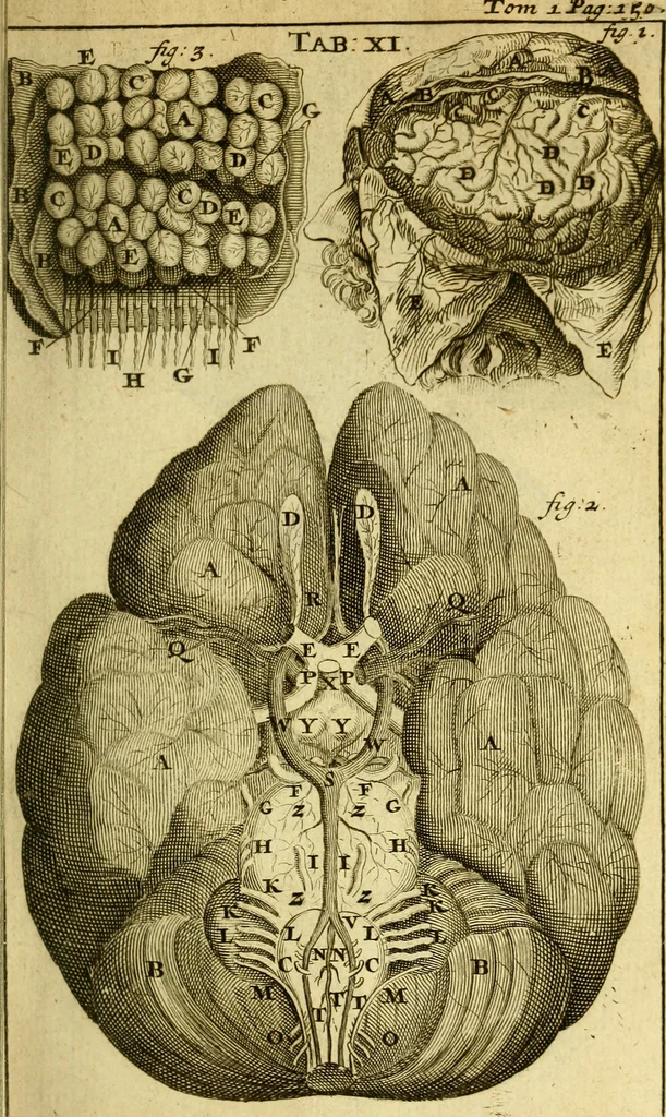 An illustration from Steph. Blancardi Anatomia reformata, sive, Concinna corporis humani : dissectio, ad neotericorum mentem adornata, plurimisque tabulis chalcographicis illustrata : accedit ejusdem authoris be balsamatione, nova methodus, à nemine antehac hoc modo descripta, 1687, leaf 190