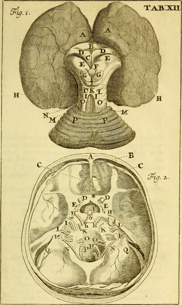 An illustration from Steph. Blancardi Anatomia reformata, sive, Concinna corporis humani : dissectio, ad neotericorum mentem adornata, plurimisque tabulis chalcographicis illustrata : accedit ejusdem authoris be balsamatione, nova methodus, à nemine antehac hoc modo descripta, 1687, leaf 192