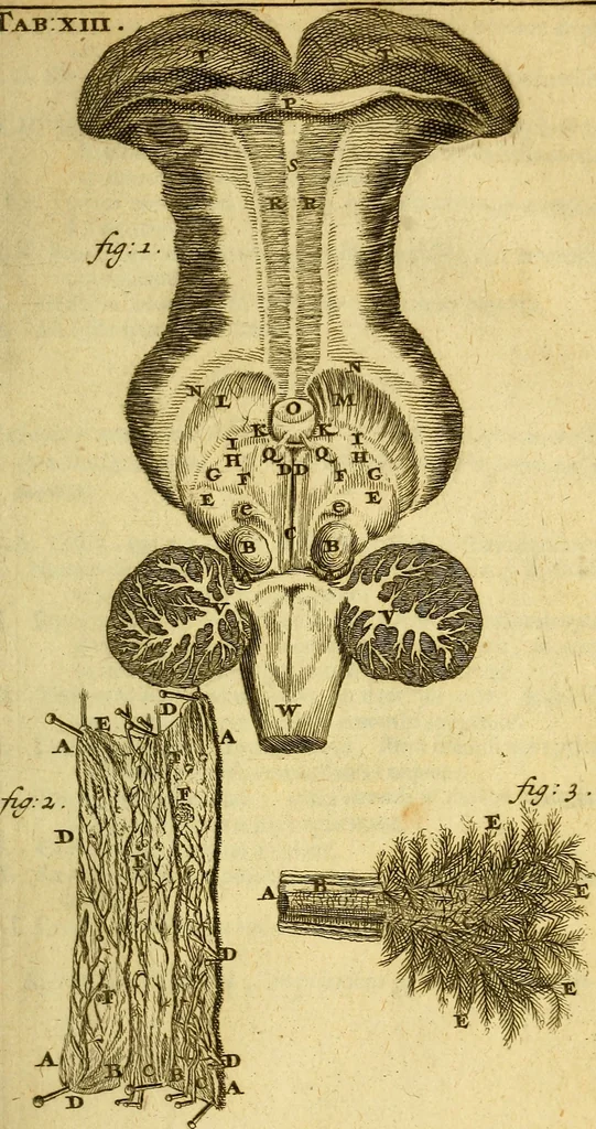 An illustration from Steph. Blancardi Anatomia reformata, sive, Concinna corporis humani : dissectio, ad neotericorum mentem adornata, plurimisque tabulis chalcographicis illustrata : accedit ejusdem authoris be balsamatione, nova methodus, à nemine antehac hoc modo descripta, 1687, leaf 198