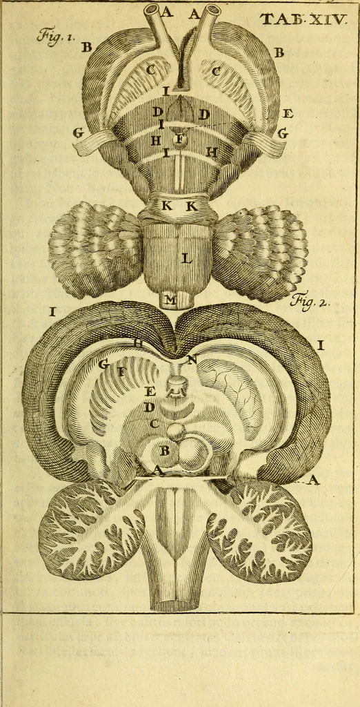 An illustration from Steph. Blancardi Anatomia reformata, sive, Concinna corporis humani : dissectio, ad neotericorum mentem adornata, plurimisque tabulis chalcographicis illustrata : accedit ejusdem authoris be balsamatione, nova methodus, à nemine antehac hoc modo descripta, 1687, leaf 202