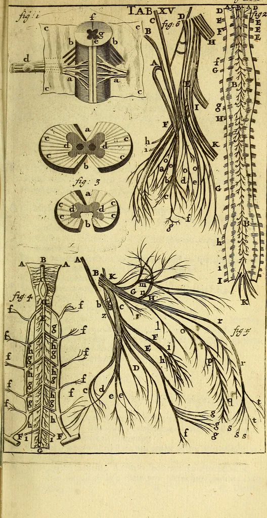 An illustration from Steph. Blancardi Anatomia reformata, sive, Concinna corporis humani : dissectio, ad neotericorum mentem adornata, plurimisque tabulis chalcographicis illustrata : accedit ejusdem authoris be balsamatione, nova methodus, à nemine antehac hoc modo descripta, 1687, leaf 216