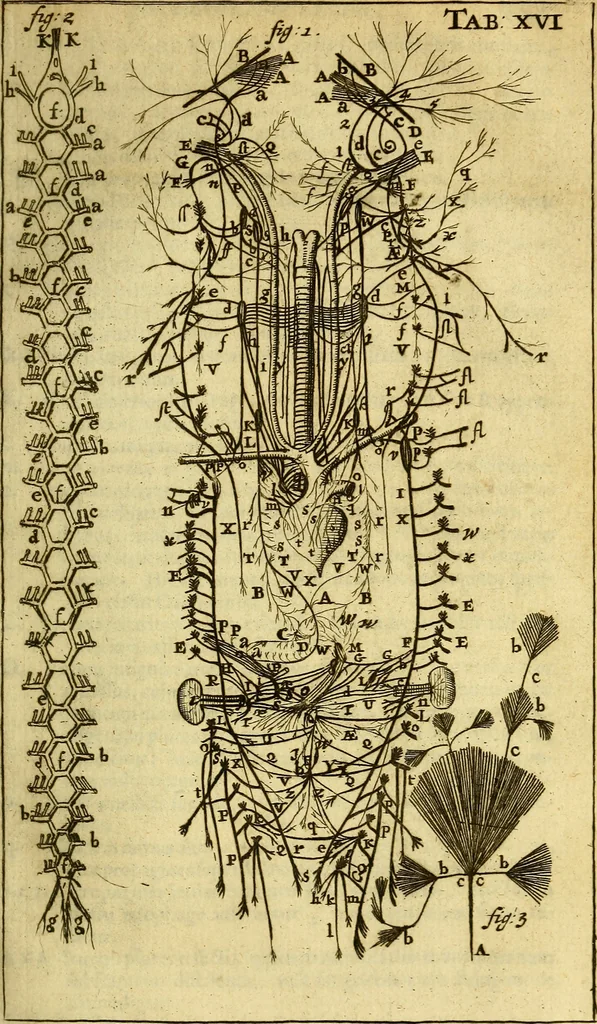 An illustration from Steph. Blancardi Anatomia reformata, sive, Concinna corporis humani : dissectio, ad neotericorum mentem adornata, plurimisque tabulis chalcographicis illustrata : accedit ejusdem authoris be balsamatione, nova methodus, à nemine antehac hoc modo descripta, 1687, leaf 282
