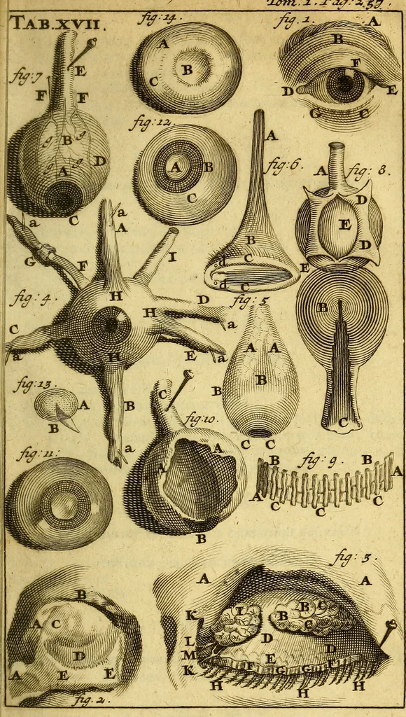 An illustration from Steph. Blancardi Anatomia reformata, sive, Concinna corporis humani : dissectio, ad neotericorum mentem adornata, plurimisque tabulis chalcographicis illustrata : accedit ejusdem authoris be balsamatione, nova methodus, à nemine antehac hoc modo descripta, 1687, leaf 308
