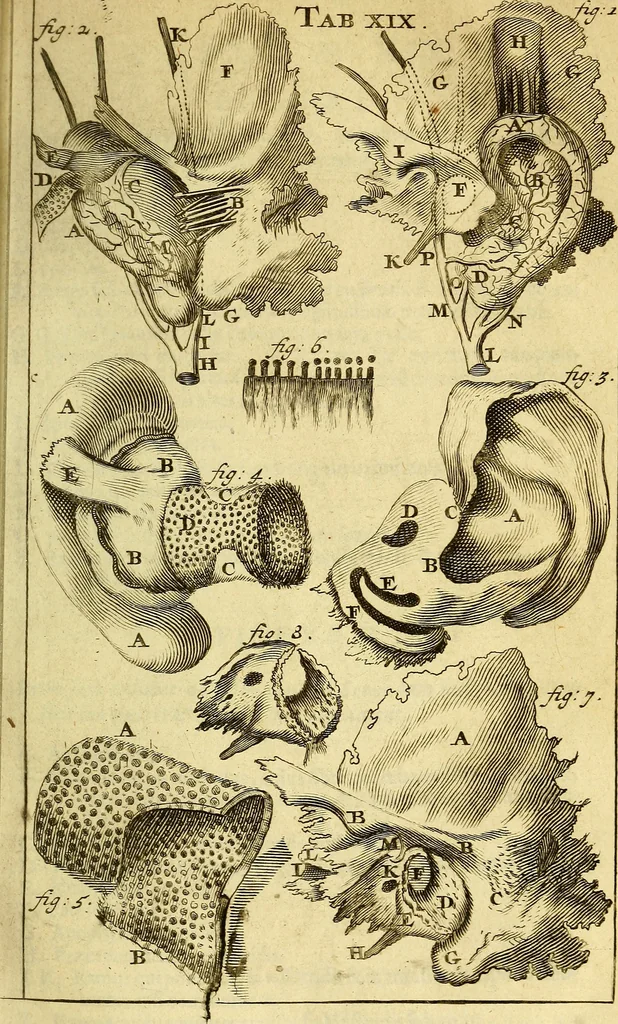 An illustration from Steph. Blancardi Anatomia reformata, sive, Concinna corporis humani : dissectio, ad neotericorum mentem adornata, plurimisque tabulis chalcographicis illustrata : accedit ejusdem authoris be balsamatione, nova methodus, à nemine antehac hoc modo descripta, 1687, leaf 338