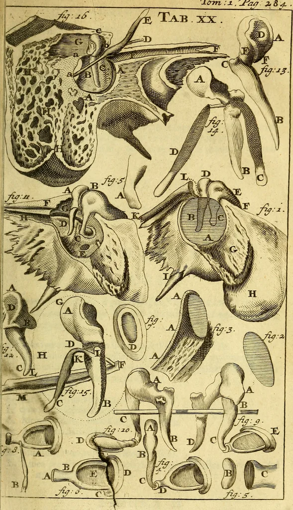 An illustration from Steph. Blancardi Anatomia reformata, sive, Concinna corporis humani : dissectio, ad neotericorum mentem adornata, plurimisque tabulis chalcographicis illustrata : accedit ejusdem authoris be balsamatione, nova methodus, à nemine antehac hoc modo descripta, 1687, leaf 342