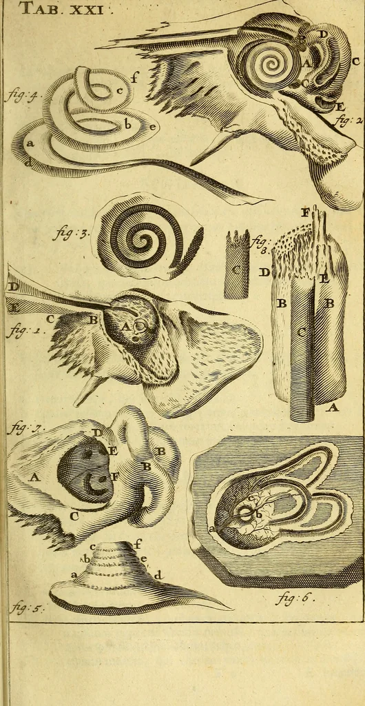 An illustration from Steph. Blancardi Anatomia reformata, sive, Concinna corporis humani : dissectio, ad neotericorum mentem adornata, plurimisque tabulis chalcographicis illustrata : accedit ejusdem authoris be balsamatione, nova methodus, à nemine antehac hoc modo descripta, 1687, leaf 350