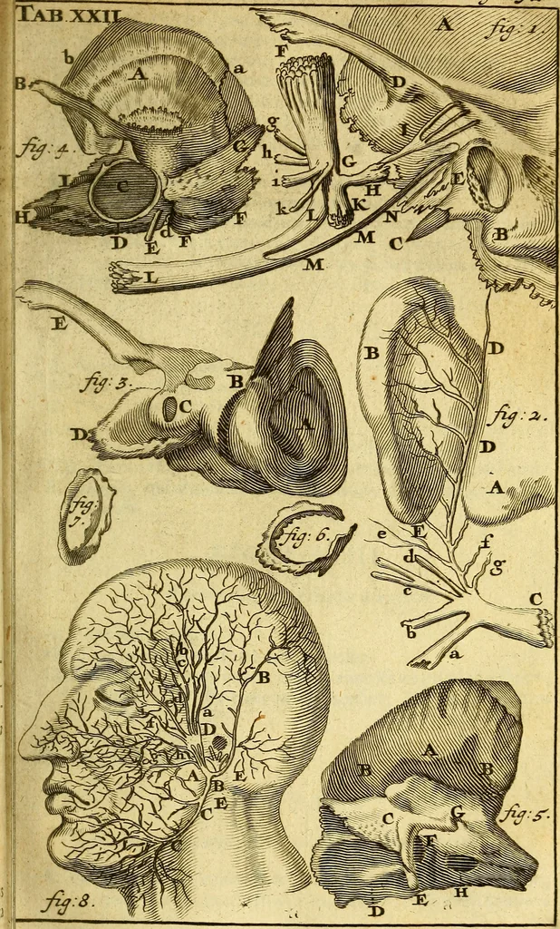 An illustration from Steph. Blancardi Anatomia reformata, sive, Concinna corporis humani : dissectio, ad neotericorum mentem adornata, plurimisque tabulis chalcographicis illustrata : accedit ejusdem authoris be balsamatione, nova methodus, à nemine antehac hoc modo descripta, 1687, leaf 354