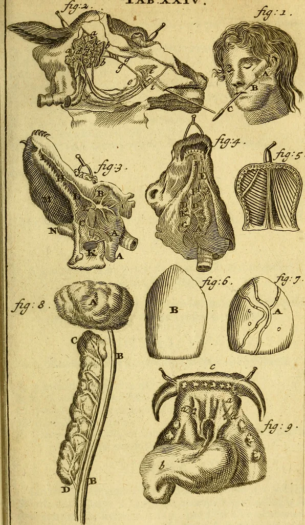 An illustration from Steph. Blancardi Anatomia reformata, sive, Concinna corporis humani : dissectio, ad neotericorum mentem adornata, plurimisque tabulis chalcographicis illustrata : accedit ejusdem authoris be balsamatione, nova methodus, à nemine antehac hoc modo descripta, 1687, leaf 384