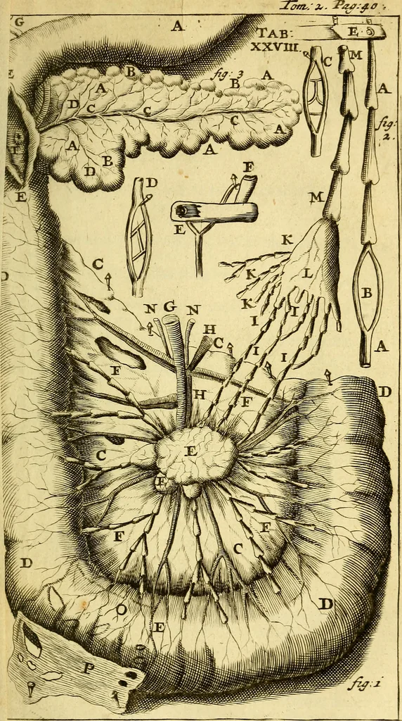 An illustration from Steph. Blancardi Anatomia reformata, sive, Concinna corporis humani : dissectio, ad neotericorum mentem adornata, plurimisque tabulis chalcographicis illustrata : accedit ejusdem authoris be balsamatione, nova methodus, à nemine antehac hoc modo descripta, 1687, leaf 434