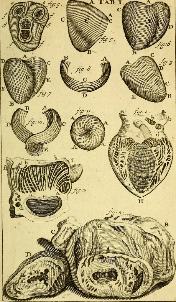 An illustration from Steph. Blancardi Anatomia reformata, sive, Concinna corporis humani : dissectio, ad neotericorum mentem adornata, plurimisque tabulis chalcographicis illustrata : accedit ejusdem authoris be balsamatione, nova methodus, à nemine antehac hoc modo descripta, 1687, leaf 46