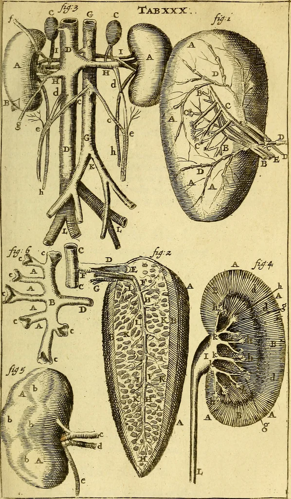 An illustration from Steph. Blancardi Anatomia reformata, sive, Concinna corporis humani : dissectio, ad neotericorum mentem adornata, plurimisque tabulis chalcographicis illustrata : accedit ejusdem authoris be balsamatione, nova methodus, à nemine antehac hoc modo descripta, 1687, leaf 488