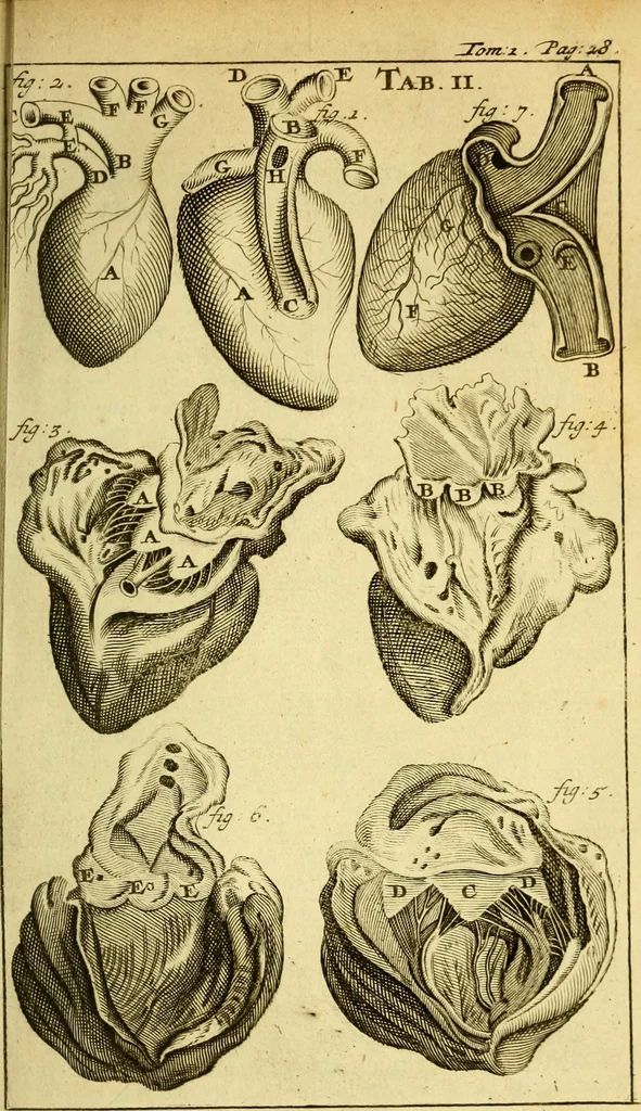 An illustration from Steph. Blancardi Anatomia reformata, sive, Concinna corporis humani : dissectio, ad neotericorum mentem adornata, plurimisque tabulis chalcographicis illustrata : accedit ejusdem authoris be balsamatione, nova methodus, à nemine antehac hoc modo descripta, 1687, leaf 50