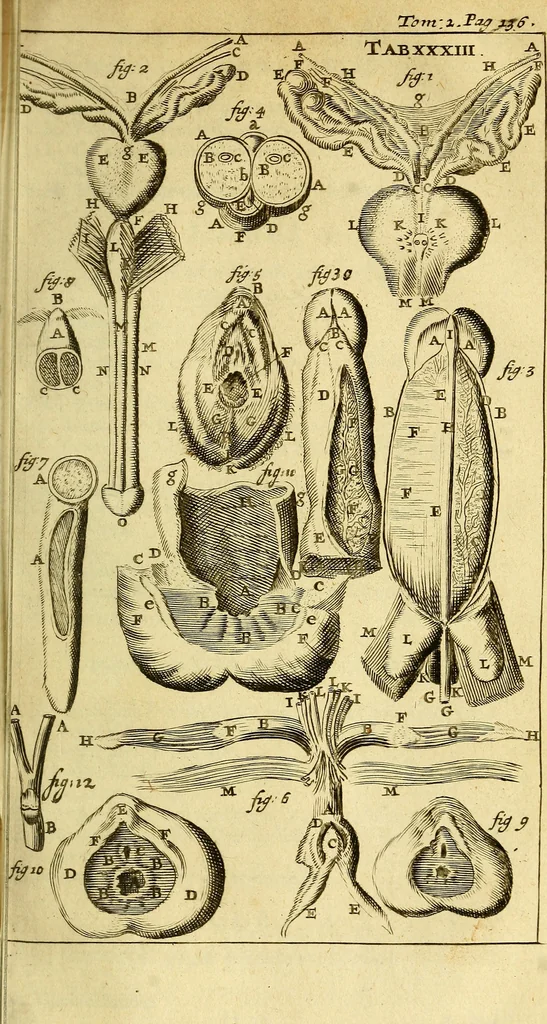An illustration from Steph. Blancardi Anatomia reformata, sive, Concinna corporis humani : dissectio, ad neotericorum mentem adornata, plurimisque tabulis chalcographicis illustrata : accedit ejusdem authoris be balsamatione, nova methodus, à nemine antehac hoc modo descripta, 1687, leaf 540