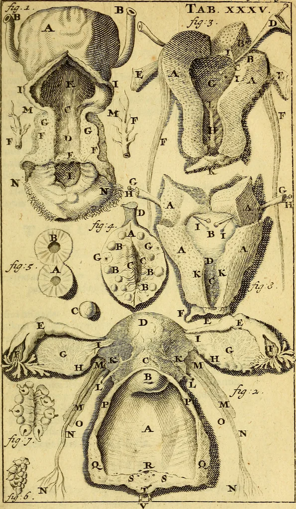 An illustration from Steph. Blancardi Anatomia reformata, sive, Concinna corporis humani : dissectio, ad neotericorum mentem adornata, plurimisque tabulis chalcographicis illustrata : accedit ejusdem authoris be balsamatione, nova methodus, à nemine antehac hoc modo descripta, 1687, leaf 572