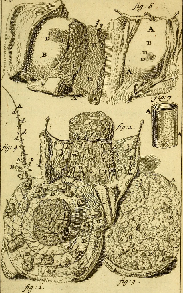 An illustration from Steph. Blancardi Anatomia reformata, sive, Concinna corporis humani : dissectio, ad neotericorum mentem adornata, plurimisque tabulis chalcographicis illustrata : accedit ejusdem authoris be balsamatione, nova methodus, à nemine antehac hoc modo descripta, 1687, leaf 598