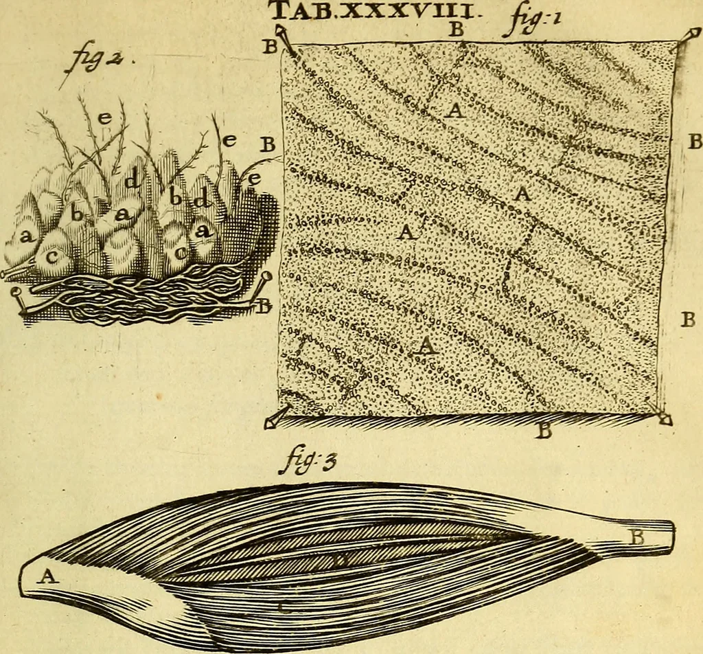 An illustration from Steph. Blancardi Anatomia reformata, sive, Concinna corporis humani : dissectio, ad neotericorum mentem adornata, plurimisque tabulis chalcographicis illustrata : accedit ejusdem authoris be balsamatione, nova methodus, à nemine antehac hoc modo descripta, 1687, leaf 606