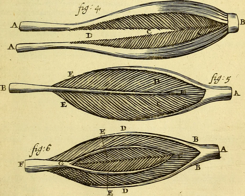 An illustration from Steph. Blancardi Anatomia reformata, sive, Concinna corporis humani : dissectio, ad neotericorum mentem adornata, plurimisque tabulis chalcographicis illustrata : accedit ejusdem authoris be balsamatione, nova methodus, à nemine antehac hoc modo descripta, 1687, leaf 606