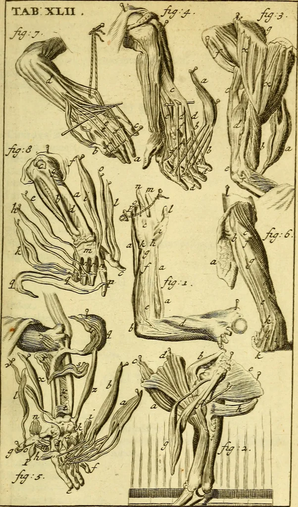 An illustration from Steph. Blancardi Anatomia reformata, sive, Concinna corporis humani : dissectio, ad neotericorum mentem adornata, plurimisque tabulis chalcographicis illustrata : accedit ejusdem authoris be balsamatione, nova methodus, à nemine antehac hoc modo descripta, 1687, leaf 640