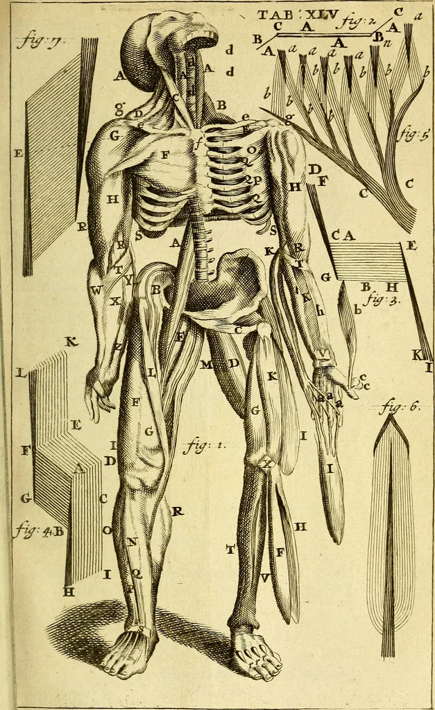 An illustration from Steph. Blancardi Anatomia reformata, sive, Concinna corporis humani : dissectio, ad neotericorum mentem adornata, plurimisque tabulis chalcographicis illustrata : accedit ejusdem authoris be balsamatione, nova methodus, à nemine antehac hoc modo descripta, 1687, leaf 652