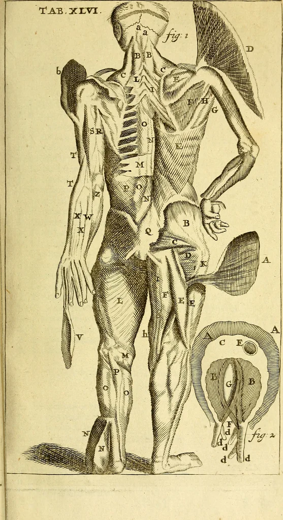 An illustration from Steph. Blancardi Anatomia reformata, sive, Concinna corporis humani : dissectio, ad neotericorum mentem adornata, plurimisque tabulis chalcographicis illustrata : accedit ejusdem authoris be balsamatione, nova methodus, à nemine antehac hoc modo descripta, 1687, leaf 656