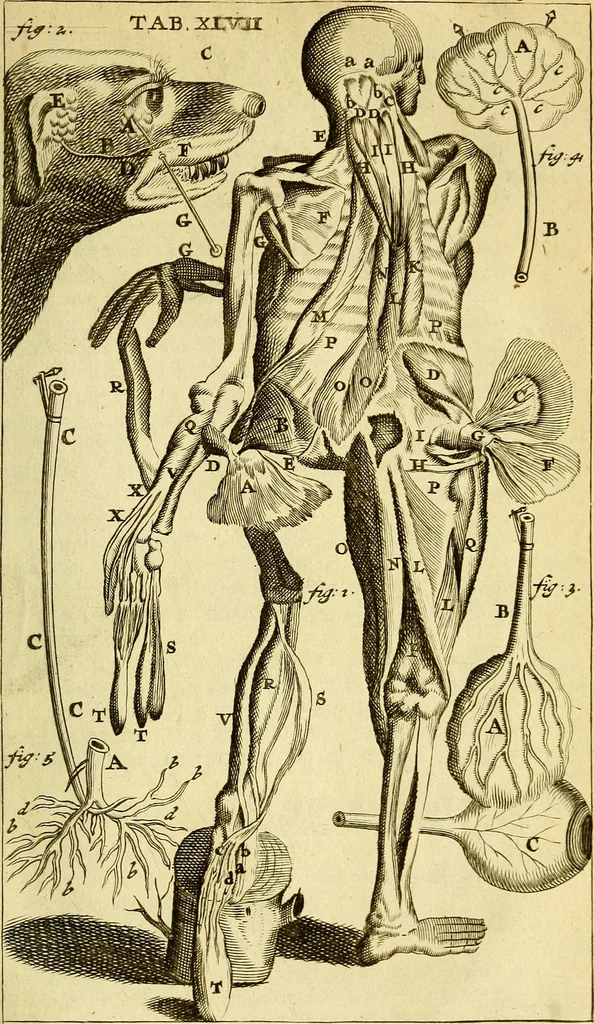 An illustration from Steph. Blancardi Anatomia reformata, sive, Concinna corporis humani : dissectio, ad neotericorum mentem adornata, plurimisque tabulis chalcographicis illustrata : accedit ejusdem authoris be balsamatione, nova methodus, à nemine antehac hoc modo descripta, 1687, leaf 662