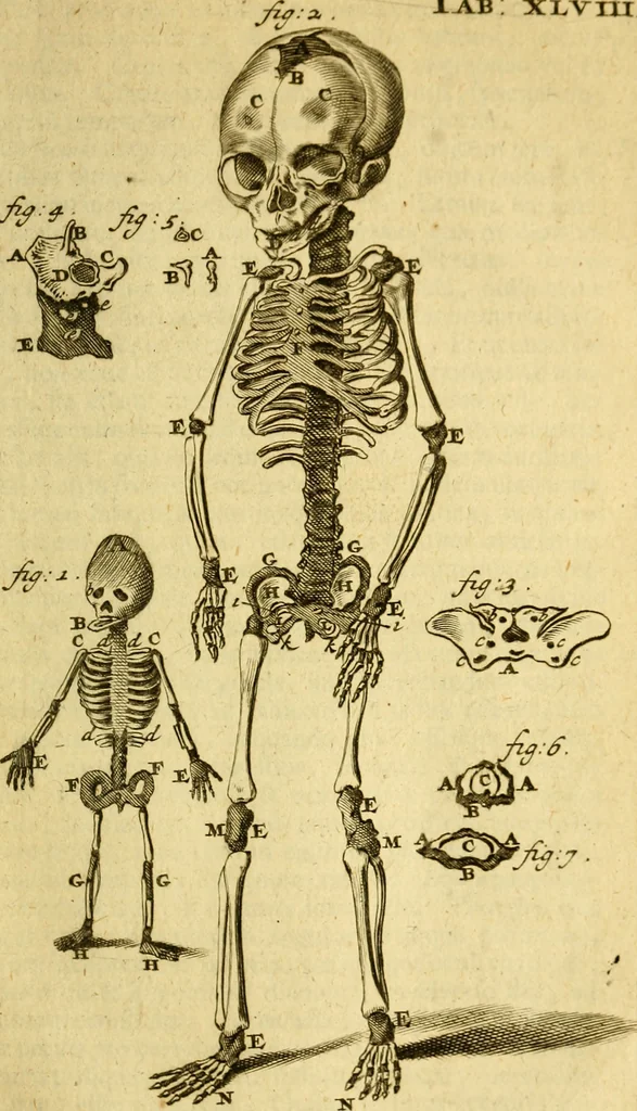 An illustration from Steph. Blancardi Anatomia reformata, sive, Concinna corporis humani : dissectio, ad neotericorum mentem adornata, plurimisque tabulis chalcographicis illustrata : accedit ejusdem authoris be balsamatione, nova methodus, à nemine antehac hoc modo descripta, 1687, leaf 684