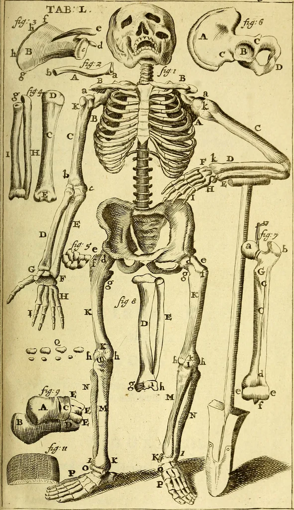 An illustration from Steph. Blancardi Anatomia reformata, sive, Concinna corporis humani : dissectio, ad neotericorum mentem adornata, plurimisque tabulis chalcographicis illustrata : accedit ejusdem authoris be balsamatione, nova methodus, à nemine antehac hoc modo descripta, 1687, leaf 708