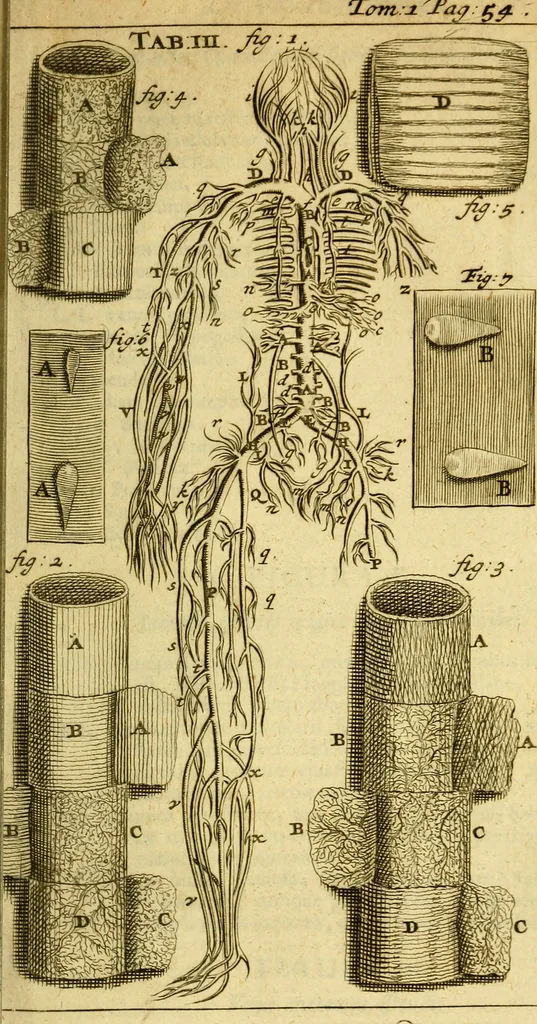 An illustration from Steph. Blancardi Anatomia reformata, sive, Concinna corporis humani : dissectio, ad neotericorum mentem adornata, plurimisque tabulis chalcographicis illustrata : accedit ejusdem authoris be balsamatione, nova methodus, à nemine antehac hoc modo descripta, 1687, leaf 78