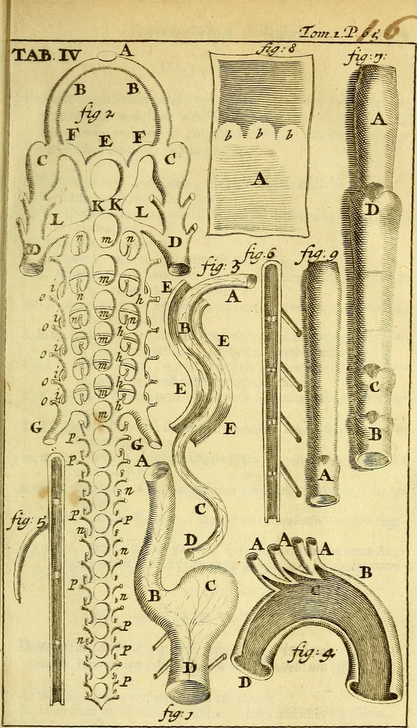 An illustration from Steph. Blancardi Anatomia reformata, sive, Concinna corporis humani : dissectio, ad neotericorum mentem adornata, plurimisque tabulis chalcographicis illustrata : accedit ejusdem authoris be balsamatione, nova methodus, à nemine antehac hoc modo descripta, 1687, leaf 82
