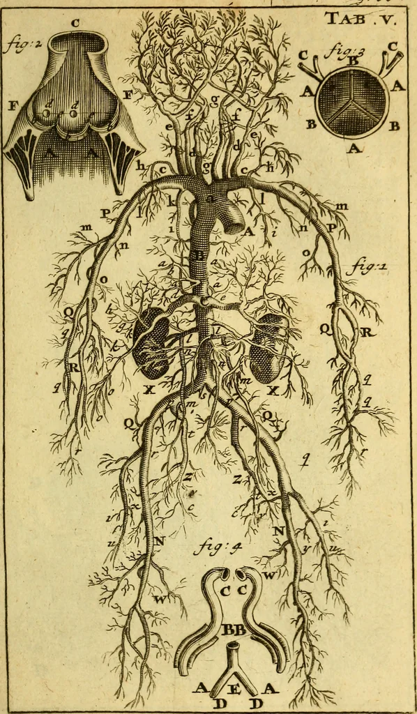 An illustration from Steph. Blancardi Anatomia reformata, sive, Concinna corporis humani : dissectio, ad neotericorum mentem adornata, plurimisque tabulis chalcographicis illustrata : accedit ejusdem authoris be balsamatione, nova methodus, à nemine antehac hoc modo descripta, 1687, leaf 88