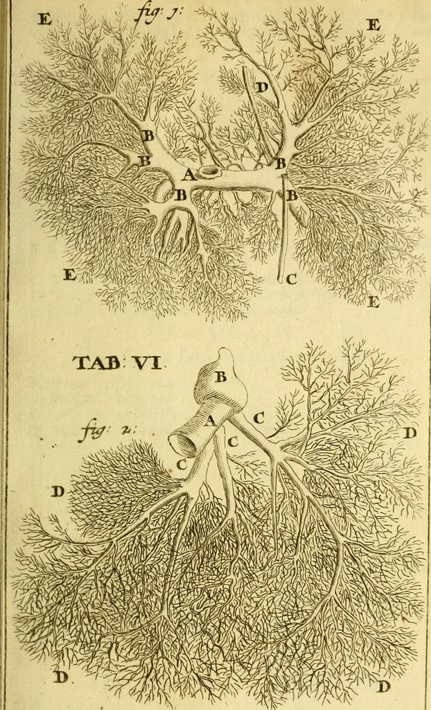 An illustration from Steph. Blancardi Anatomia reformata, sive, Concinna corporis humani : dissectio, ad neotericorum mentem adornata, plurimisque tabulis chalcographicis illustrata : accedit ejusdem authoris be balsamatione, nova methodus, à nemine antehac hoc modo descripta, 1687, leaf 90