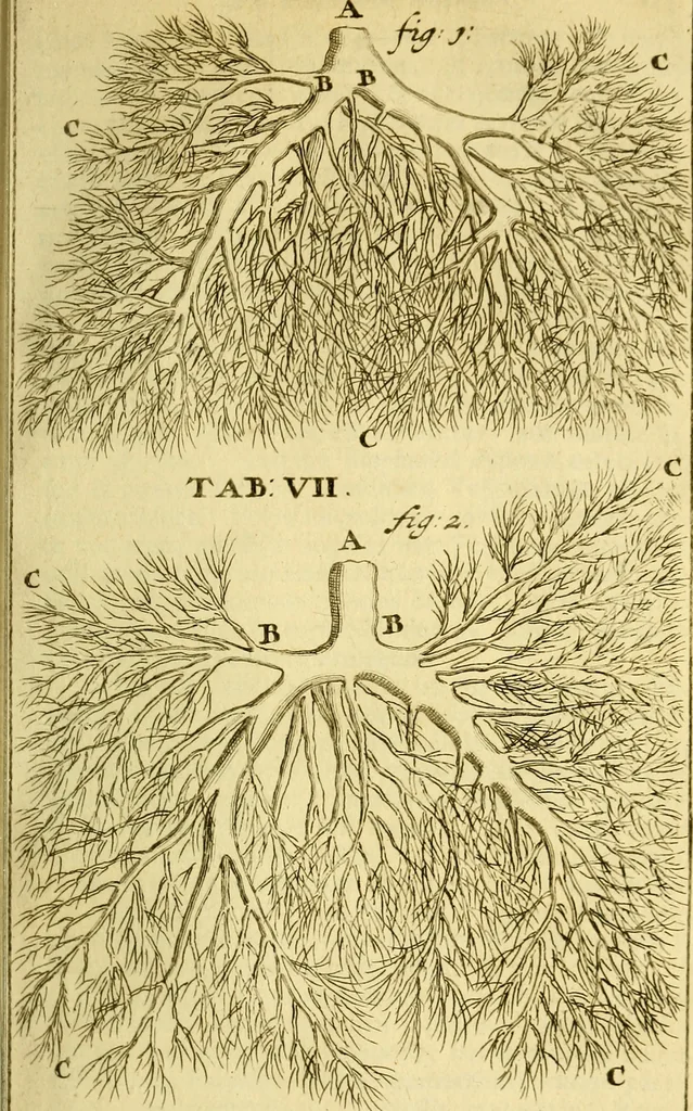 An illustration from Steph. Blancardi Anatomia reformata, sive, Concinna corporis humani : dissectio, ad neotericorum mentem adornata, plurimisque tabulis chalcographicis illustrata : accedit ejusdem authoris be balsamatione, nova methodus, à nemine antehac hoc modo descripta, 1687, leaf 94