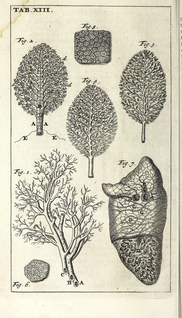An illustration from Steph. Blancardi Anatomia reformata, sive, Concinna corporis humani dissectio, ad neotericorum mentem adornata ... : accedit ejusdem authoris De balsamatione nova methodus, à nemine antehac similiter descripta, 1695, leaf 122