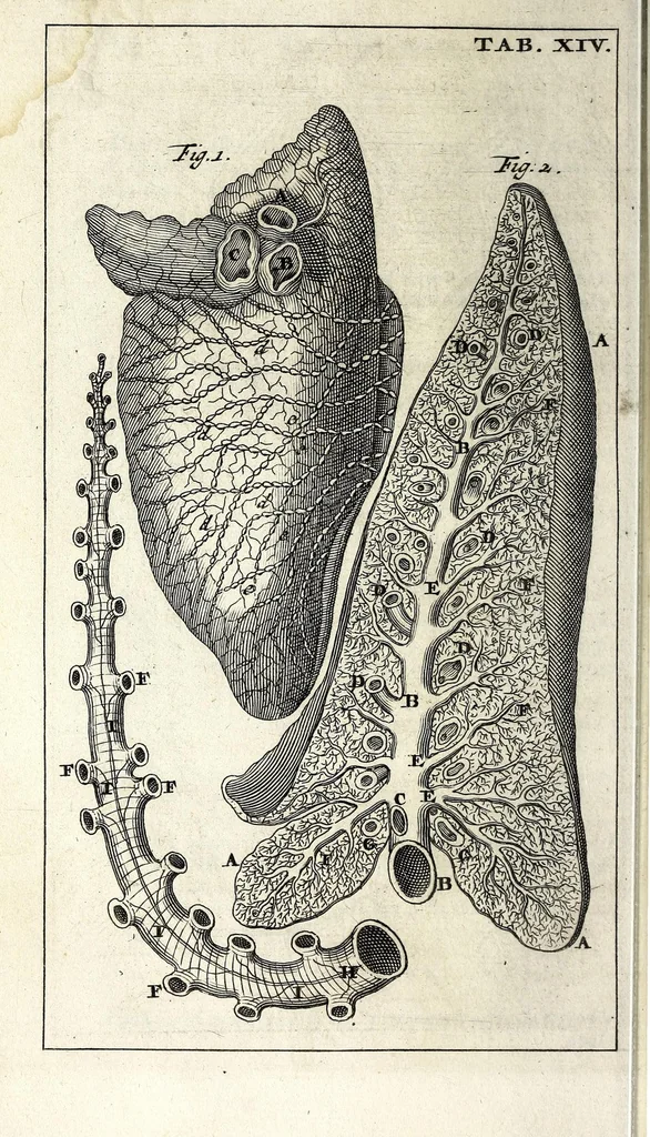 An illustration from Steph. Blancardi Anatomia reformata, sive, Concinna corporis humani dissectio, ad neotericorum mentem adornata ... : accedit ejusdem authoris De balsamatione nova methodus, à nemine antehac similiter descripta, 1695, leaf 126