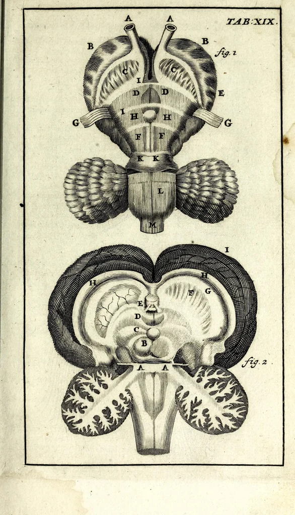An illustration from Steph. Blancardi Anatomia reformata, sive, Concinna corporis humani dissectio, ad neotericorum mentem adornata ... : accedit ejusdem authoris De balsamatione nova methodus, à nemine antehac similiter descripta, 1695, leaf 219