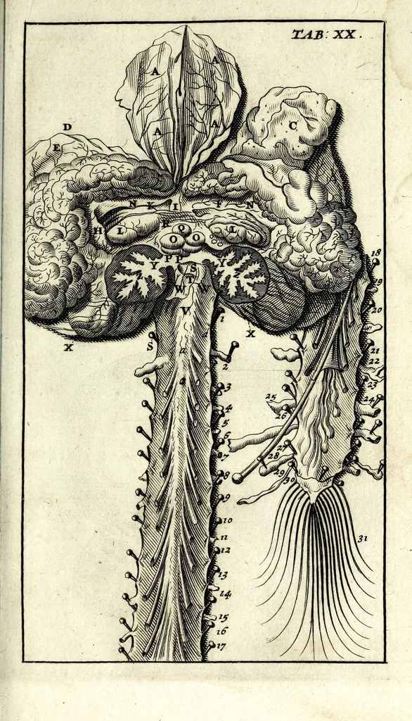 An illustration from Steph. Blancardi Anatomia reformata, sive, Concinna corporis humani dissectio, ad neotericorum mentem adornata ... : accedit ejusdem authoris De balsamatione nova methodus, à nemine antehac similiter descripta, 1695, leaf 223