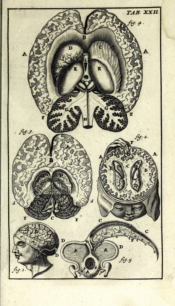 An illustration from Steph. Blancardi Anatomia reformata, sive, Concinna corporis humani dissectio, ad neotericorum mentem adornata ... : accedit ejusdem authoris De balsamatione nova methodus, à nemine antehac similiter descripta, 1695, leaf 229