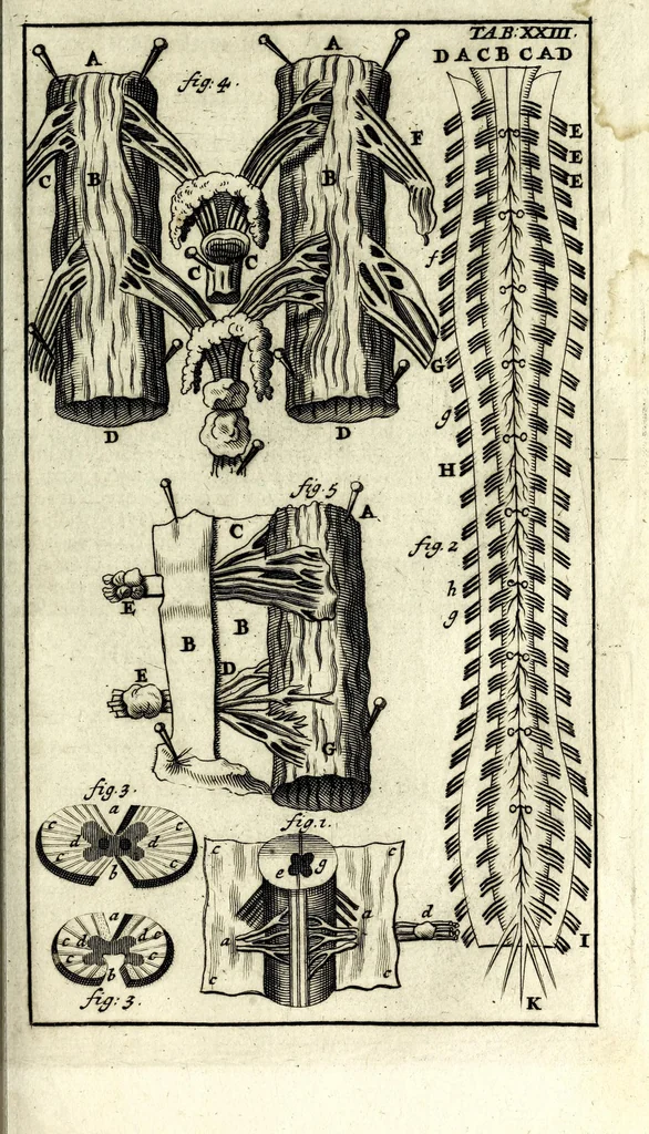An illustration from Steph. Blancardi Anatomia reformata, sive, Concinna corporis humani dissectio, ad neotericorum mentem adornata ... : accedit ejusdem authoris De balsamatione nova methodus, à nemine antehac similiter descripta, 1695, leaf 245