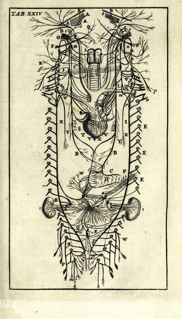 An illustration from Steph. Blancardi Anatomia reformata, sive, Concinna corporis humani dissectio, ad neotericorum mentem adornata ... : accedit ejusdem authoris De balsamatione nova methodus, à nemine antehac similiter descripta, 1695, leaf 309