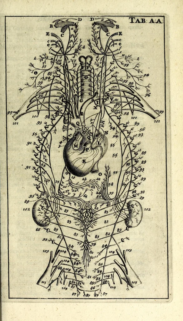 An illustration from Steph. Blancardi Anatomia reformata, sive, Concinna corporis humani dissectio, ad neotericorum mentem adornata ... : accedit ejusdem authoris De balsamatione nova methodus, à nemine antehac similiter descripta, 1695, leaf 319