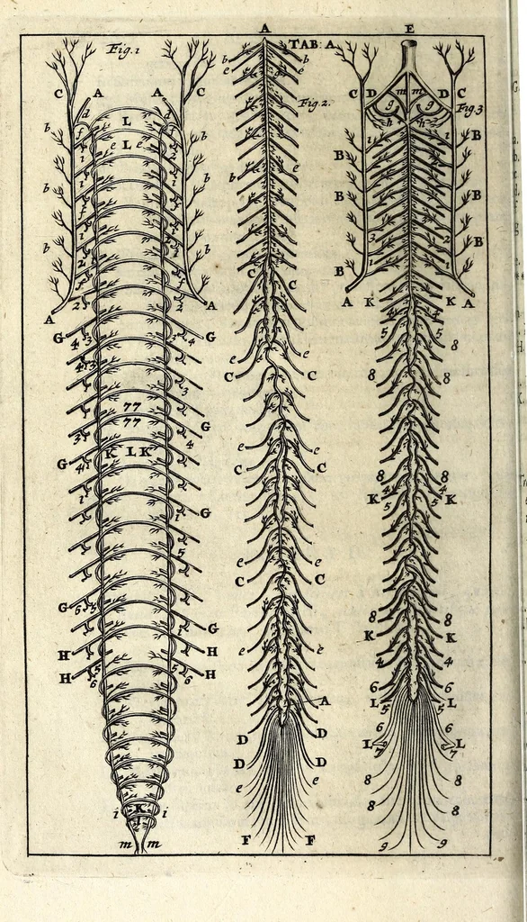 An illustration from Steph. Blancardi Anatomia reformata, sive, Concinna corporis humani dissectio, ad neotericorum mentem adornata ... : accedit ejusdem authoris De balsamatione nova methodus, à nemine antehac similiter descripta, 1695, leaf 332