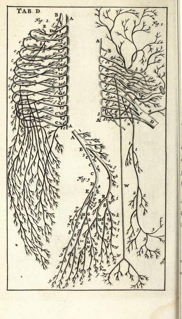 An illustration from Steph. Blancardi Anatomia reformata, sive, Concinna corporis humani dissectio, ad neotericorum mentem adornata ... : accedit ejusdem authoris De balsamatione nova methodus, à nemine antehac similiter descripta, 1695, leaf 346