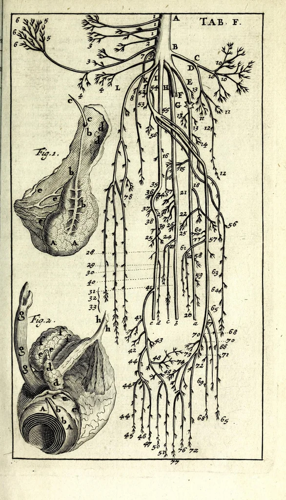An illustration from Steph. Blancardi Anatomia reformata, sive, Concinna corporis humani dissectio, ad neotericorum mentem adornata ... : accedit ejusdem authoris De balsamatione nova methodus, à nemine antehac similiter descripta, 1695, leaf 359