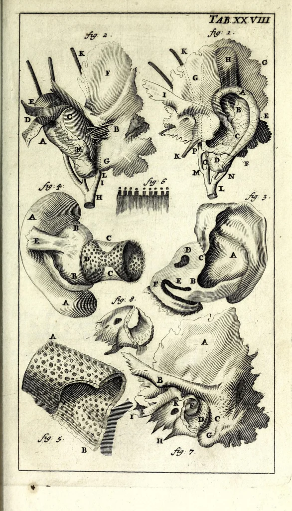 An illustration from Steph. Blancardi Anatomia reformata, sive, Concinna corporis humani dissectio, ad neotericorum mentem adornata ... : accedit ejusdem authoris De balsamatione nova methodus, à nemine antehac similiter descripta, 1695, leaf 435