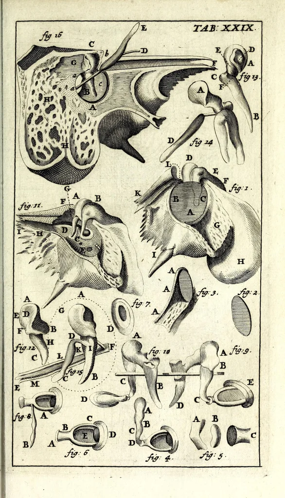 An illustration from Steph. Blancardi Anatomia reformata, sive, Concinna corporis humani dissectio, ad neotericorum mentem adornata ... : accedit ejusdem authoris De balsamatione nova methodus, à nemine antehac similiter descripta, 1695, leaf 439
